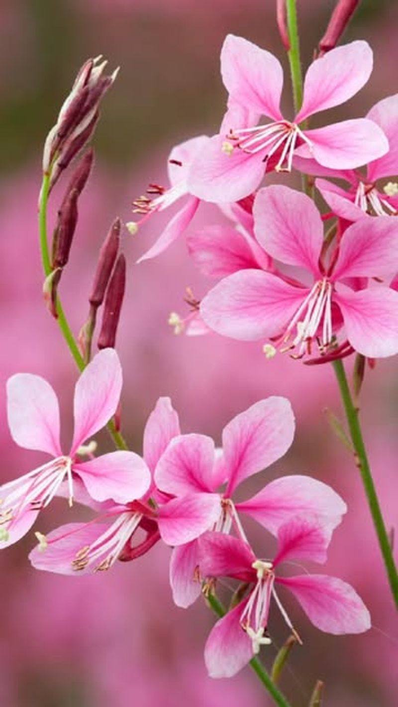 Graceful Gaura