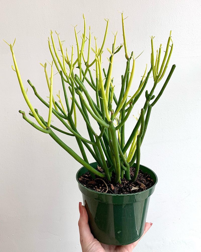 Pencil Cactus: The Living Sculpture