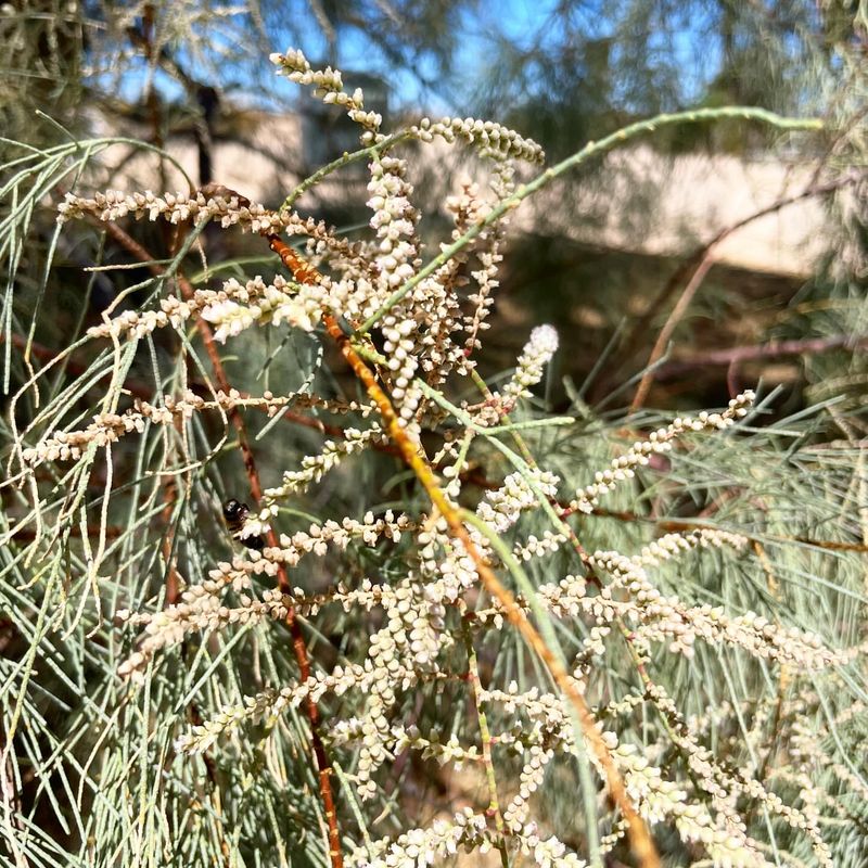 Salt Cedar (Tamarix spp.)