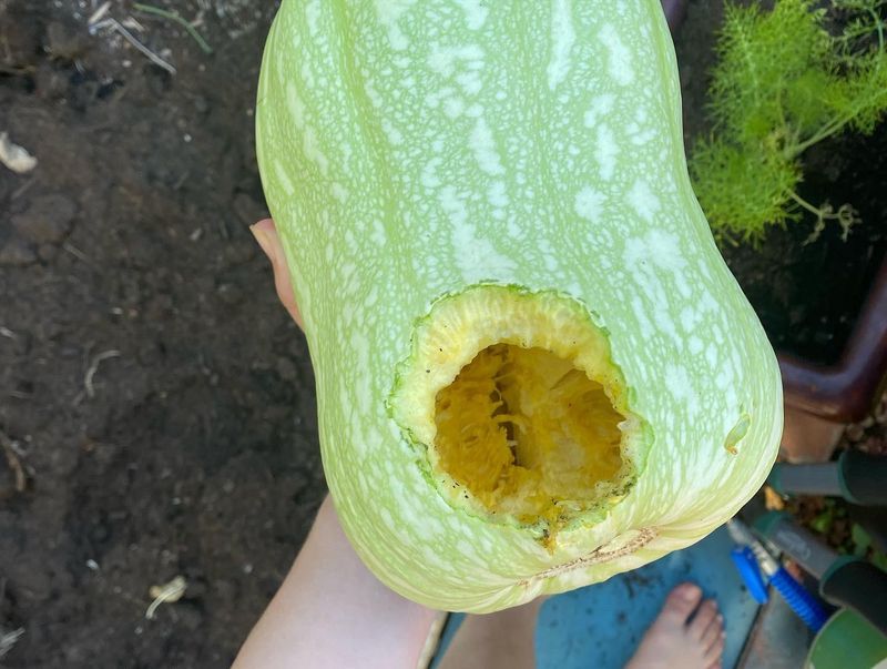 Cover Pumpkins With Predator Urine