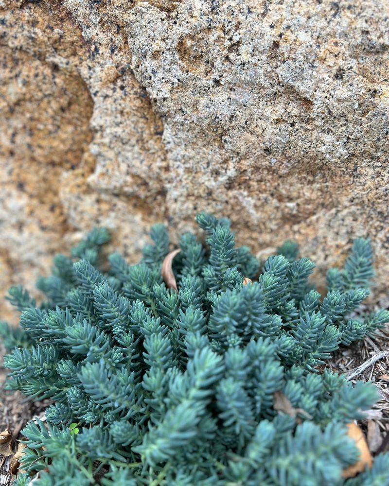 Miniature Stonecrop