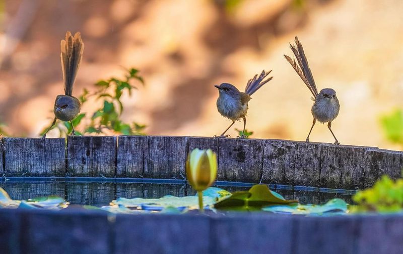 Provide Year-Round Water Sources