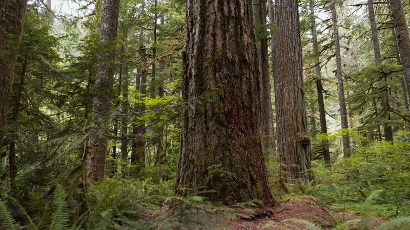 Ancient Forest Meets Village Life In Powers