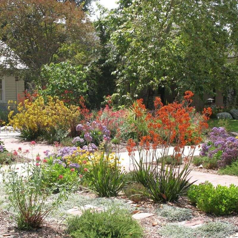 Native Desert Shrub Groupings