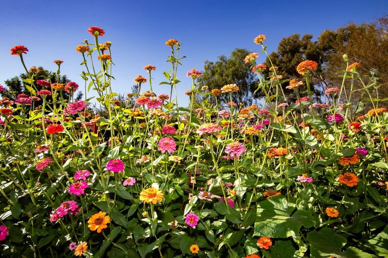 Group Plants By Water Needs