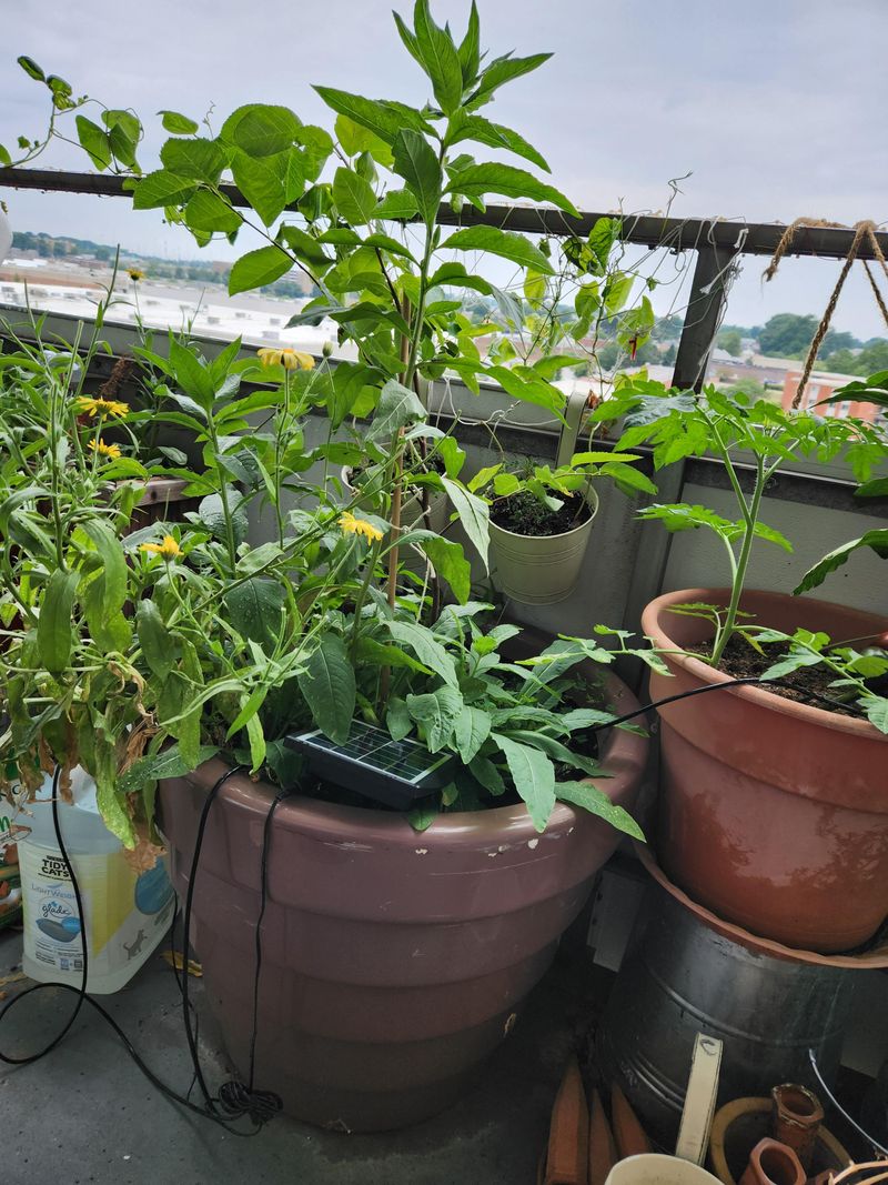 Companion Plant Strategically