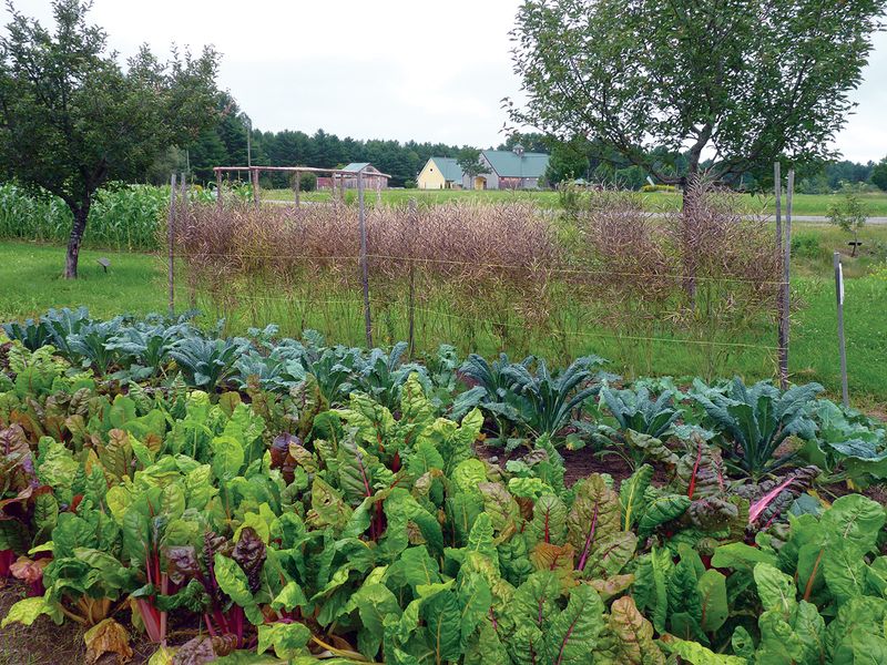 Allowing Plants To Find Their Perfect Spot