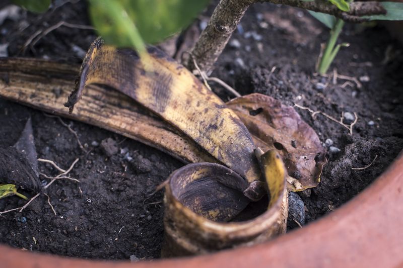 Sustainable Gardening Practice For Eco-Conscious Texans