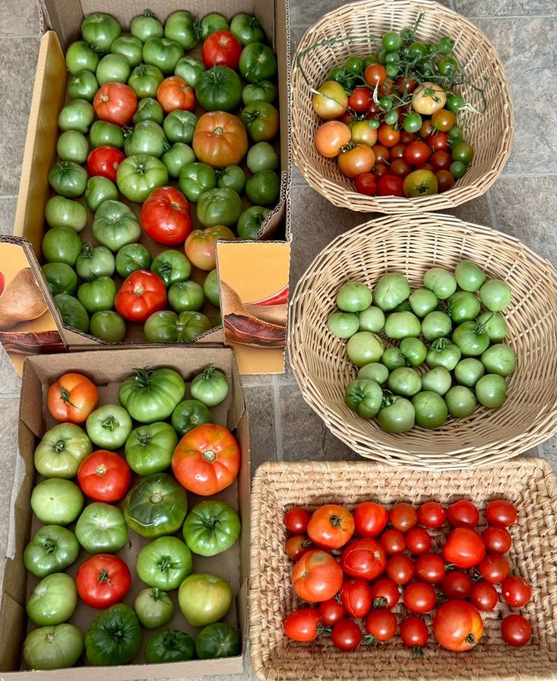 Ripen Green Tomatoes Indoors