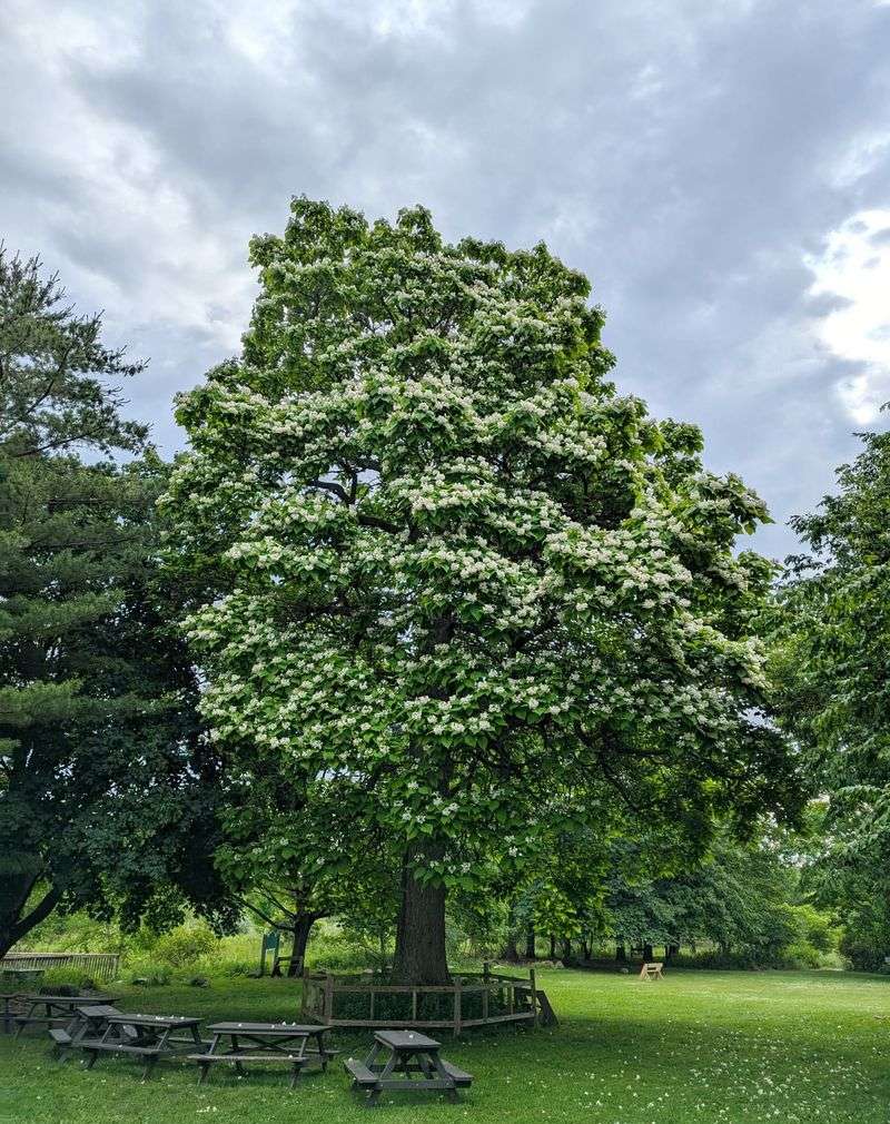 Northern Catalpa Conundrums
