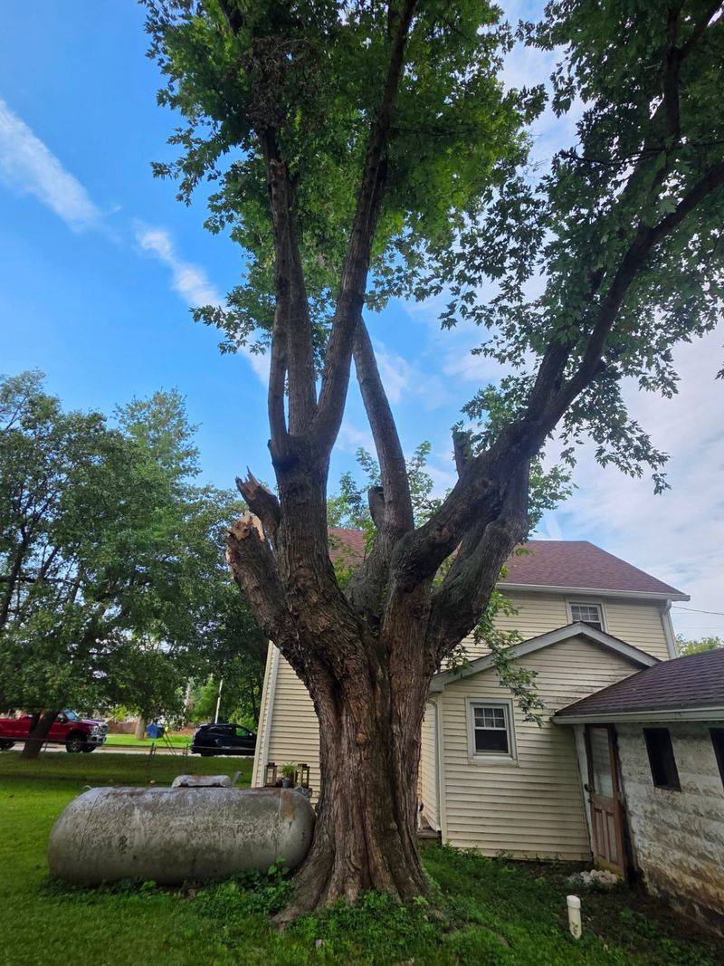 Silver Maple