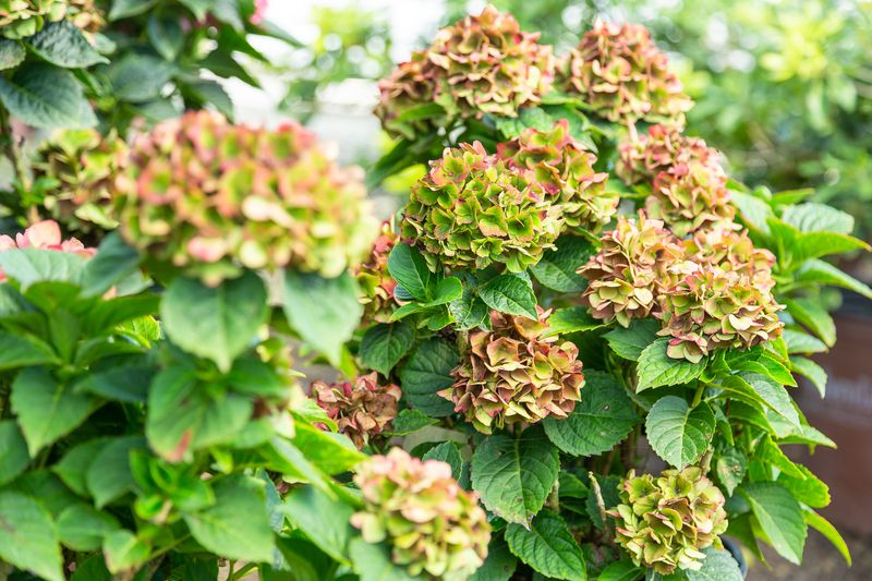 Protect Sensitive Shrubs And Evergreens