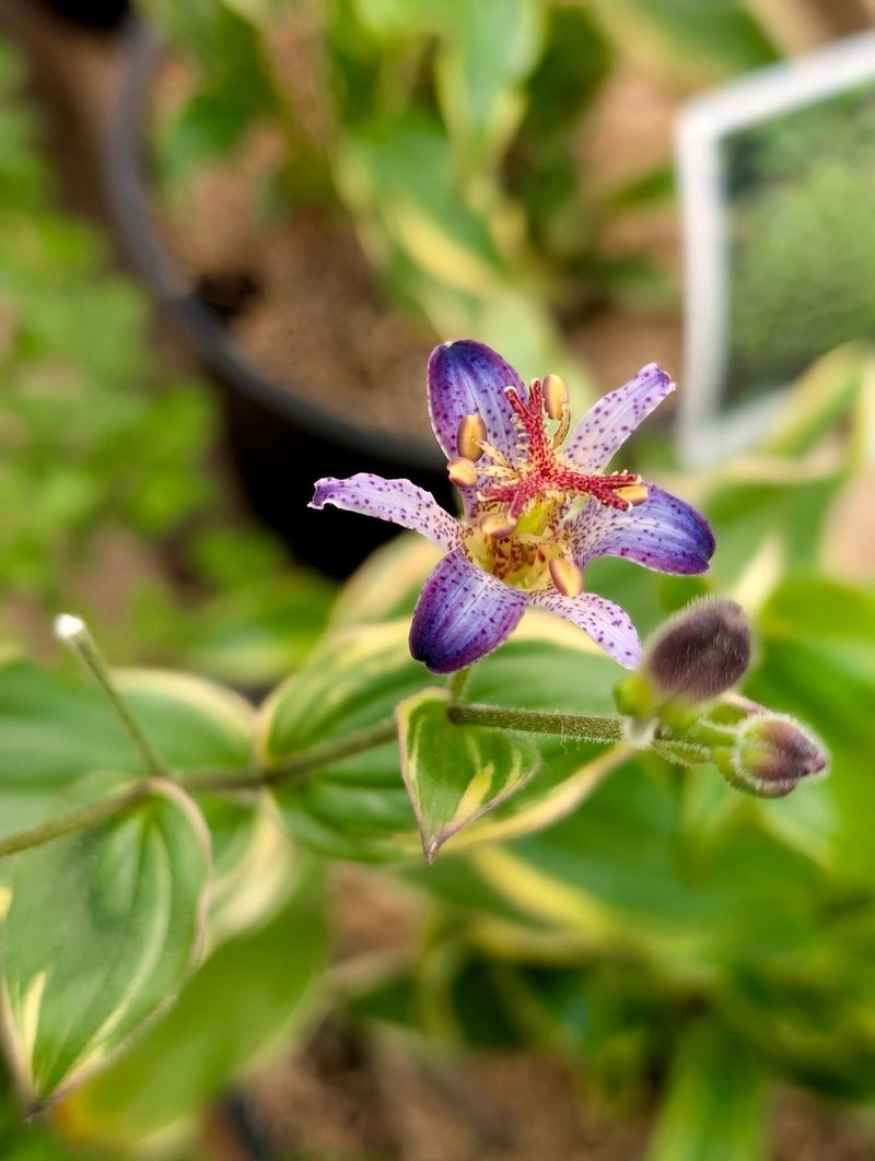 Toad Lily