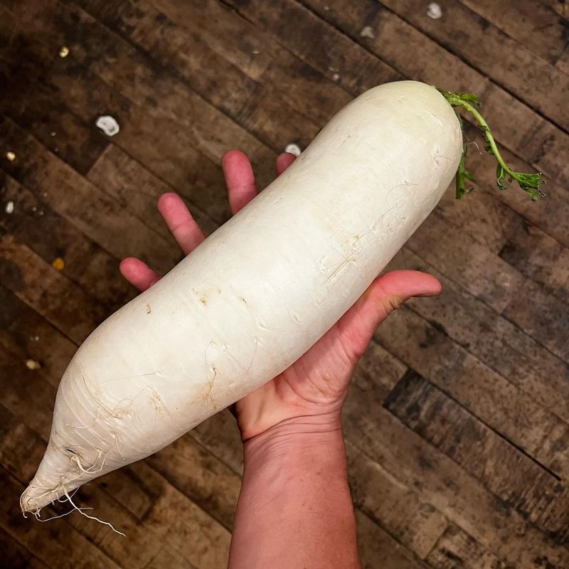 Daikon Radish