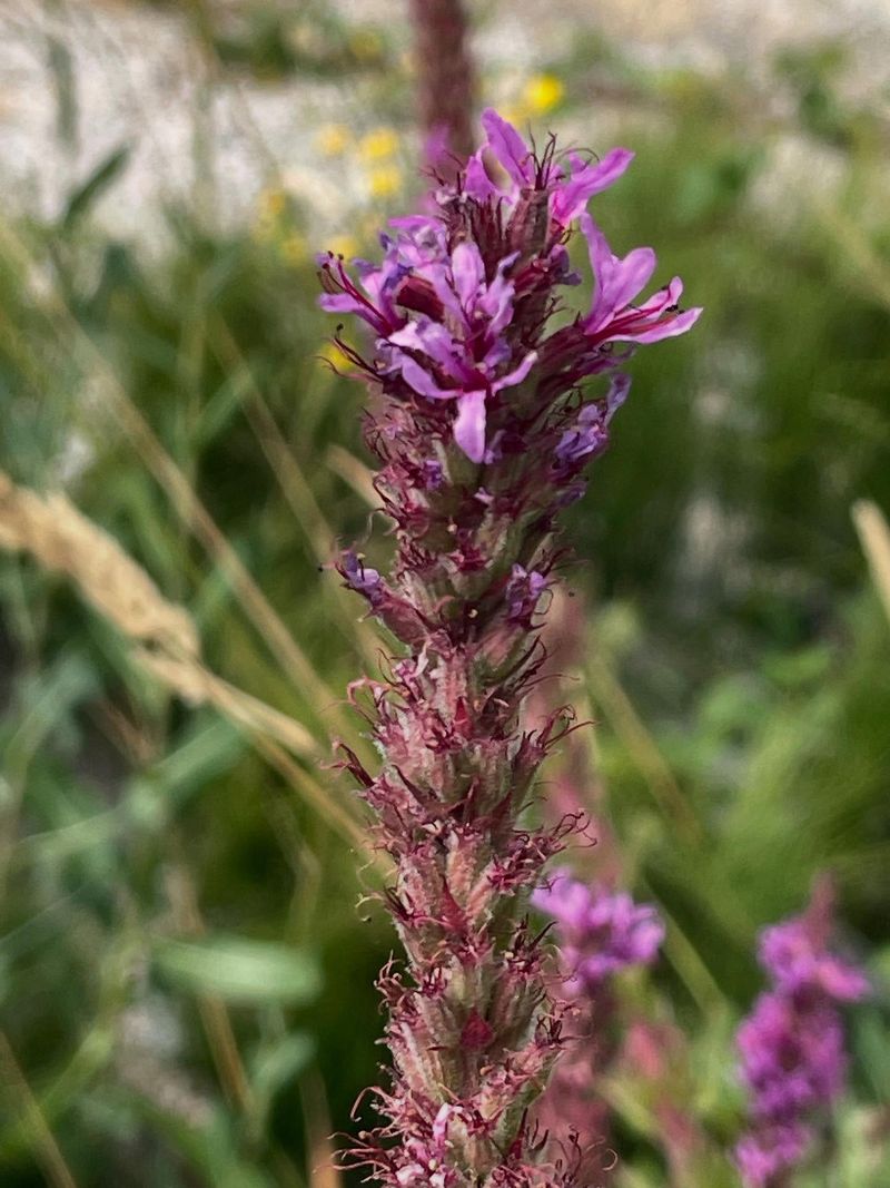 Purple Loosestrife