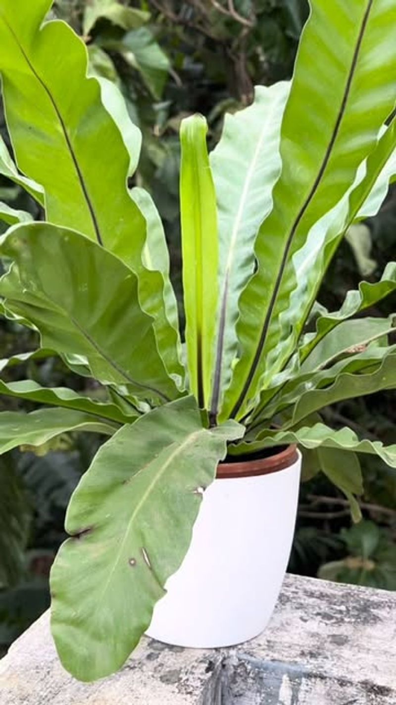 Bird's Nest Fern