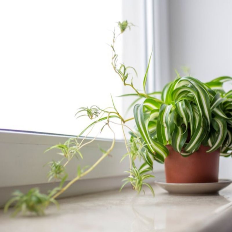 Spider Plant