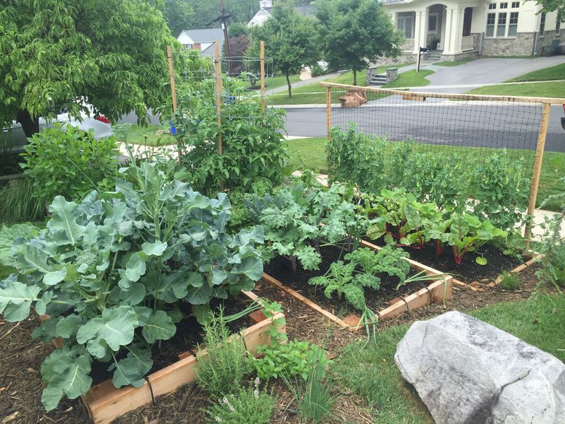Front Yard Vegetable Gardens