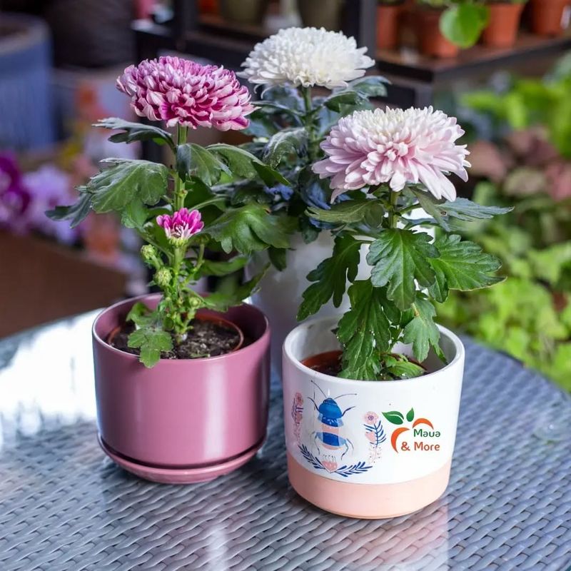 Chrysanthemum: Flowering Formaldehyde Eliminator