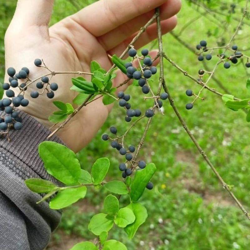 Chinese Privet (Ligustrum sinense)