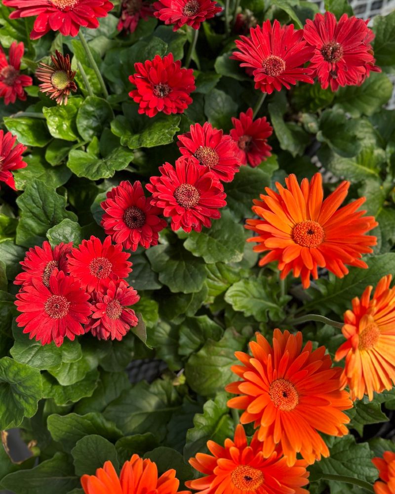 Gerbera Daisy (Gerbera jamesonii)