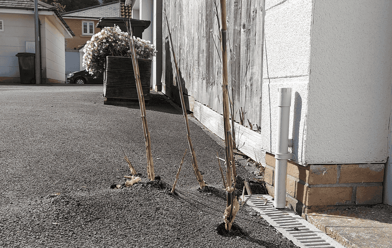 Bamboo: The Unstoppable Invader
