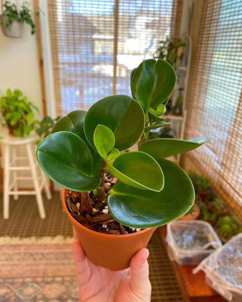 Peperomia