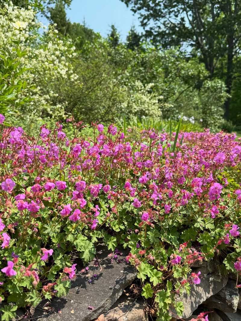 Geranium macrorrhizum (Bigroot Geranium)