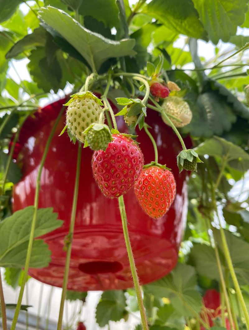 Hanging Strawberry Baskets From Eaves