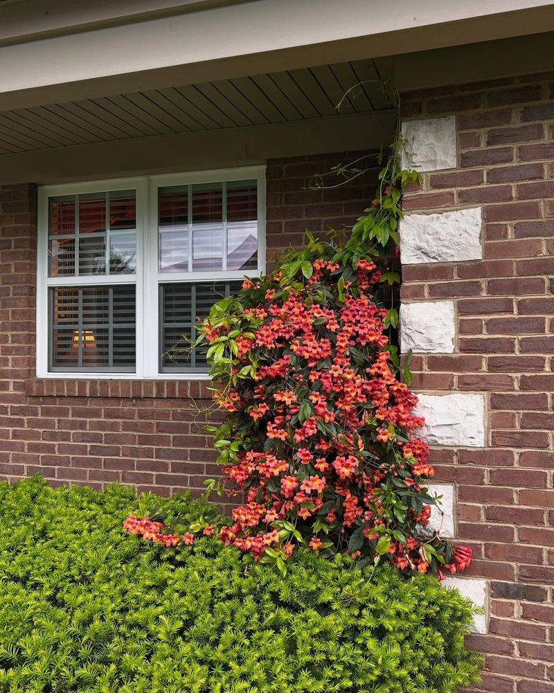 Crossvine Curtains For Seasonal Drama