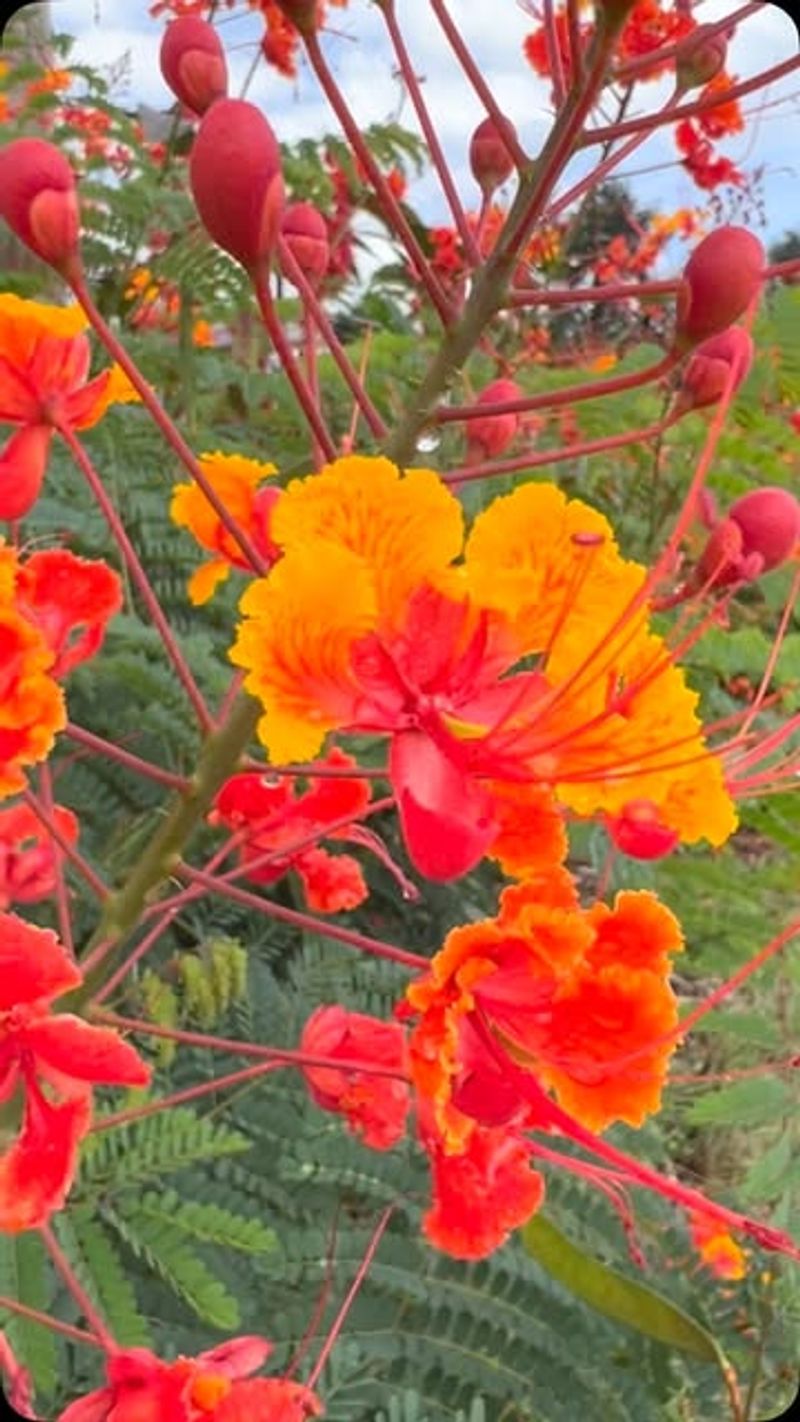 Pride of Barbados