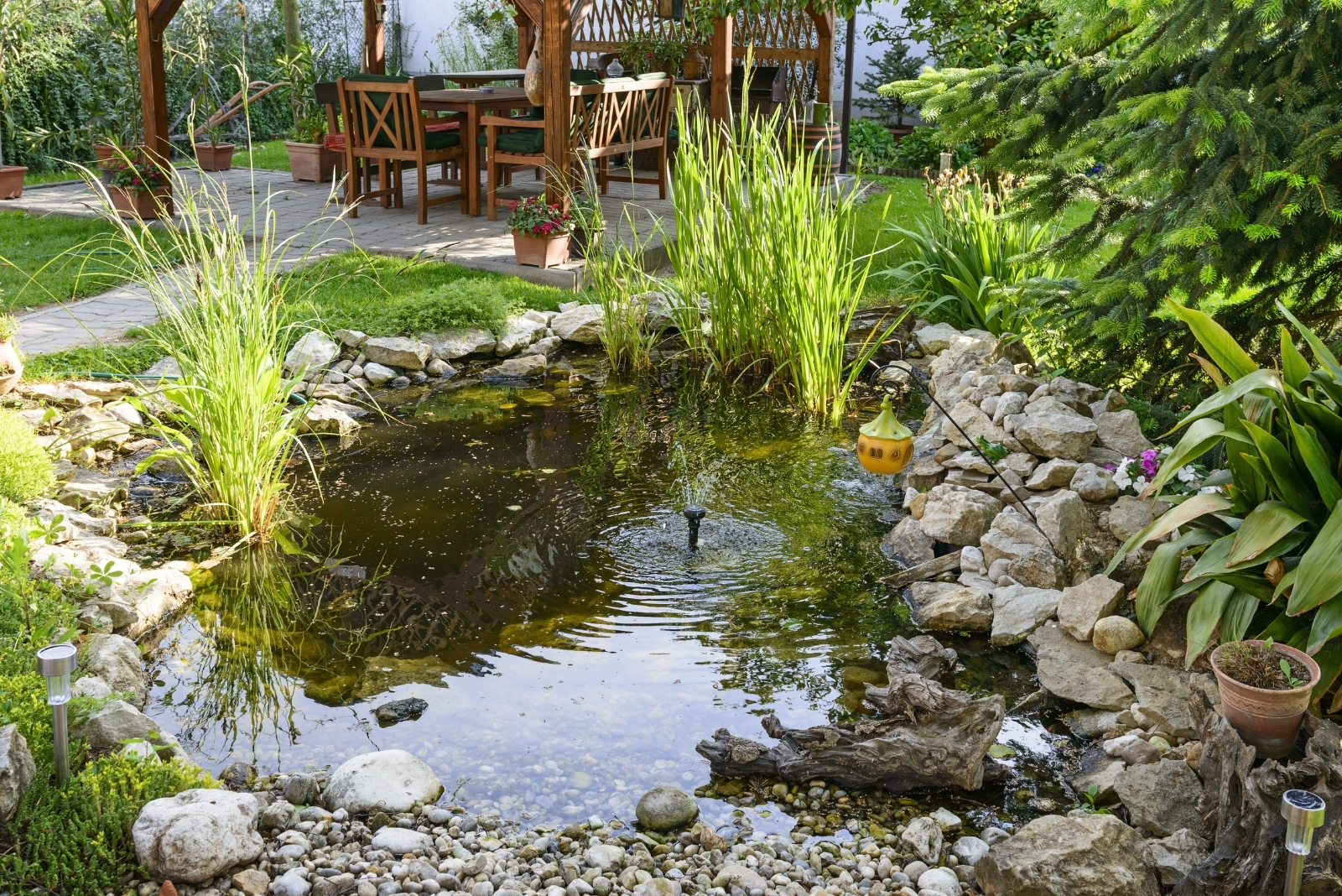 Pond (featured image)