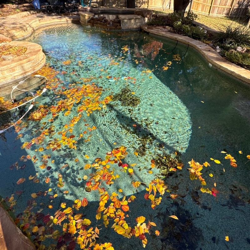 Clear Falling Leaves