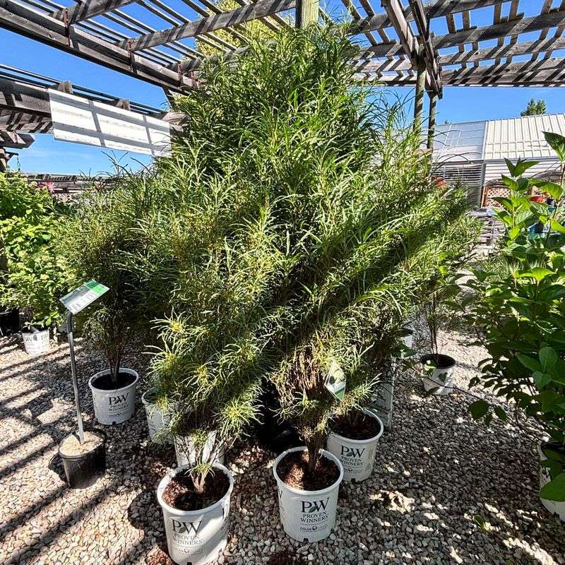 Plant Trees and Shrubs