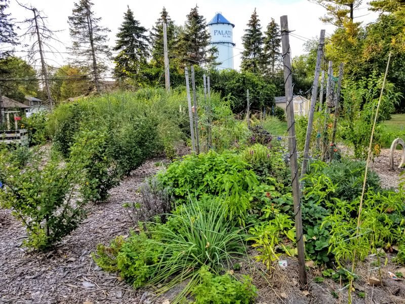 Create Herb And Vegetable Guilds