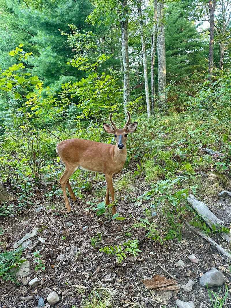 Manage Scent Control