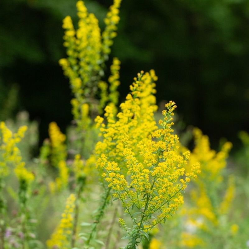 Native Goldenrod