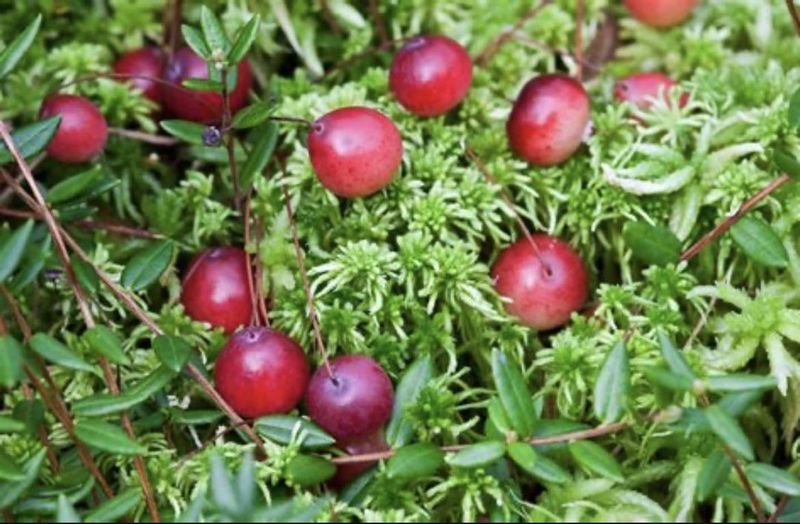 Cranberry Beds