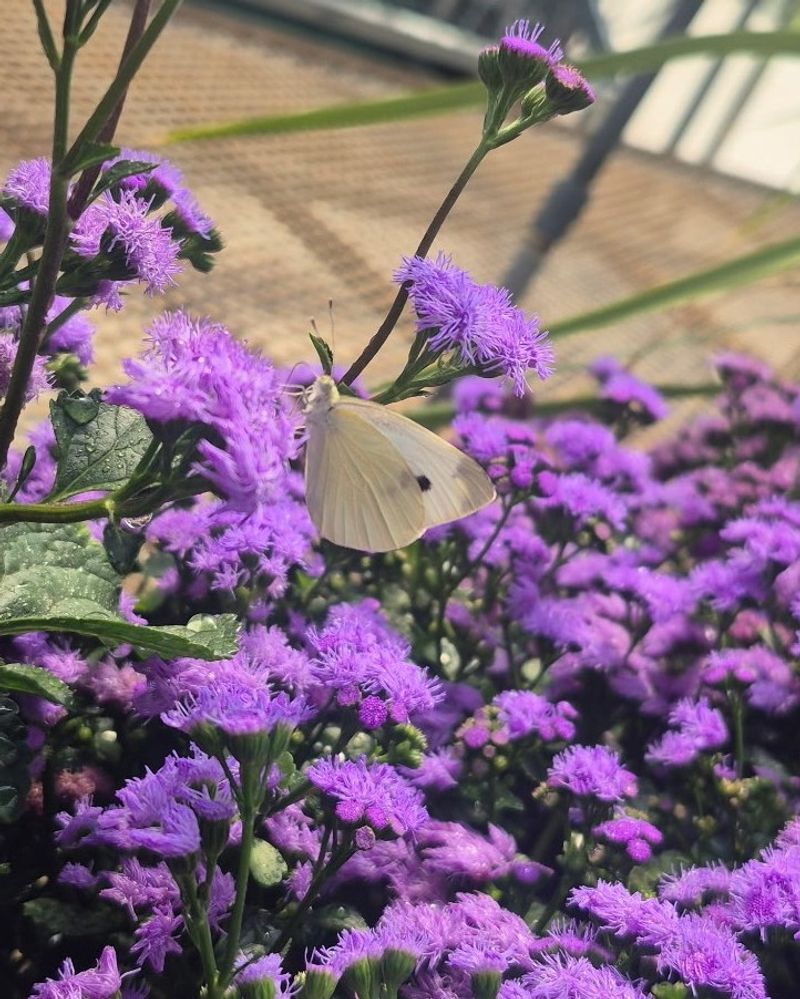 Floss Flower (Ageratum)