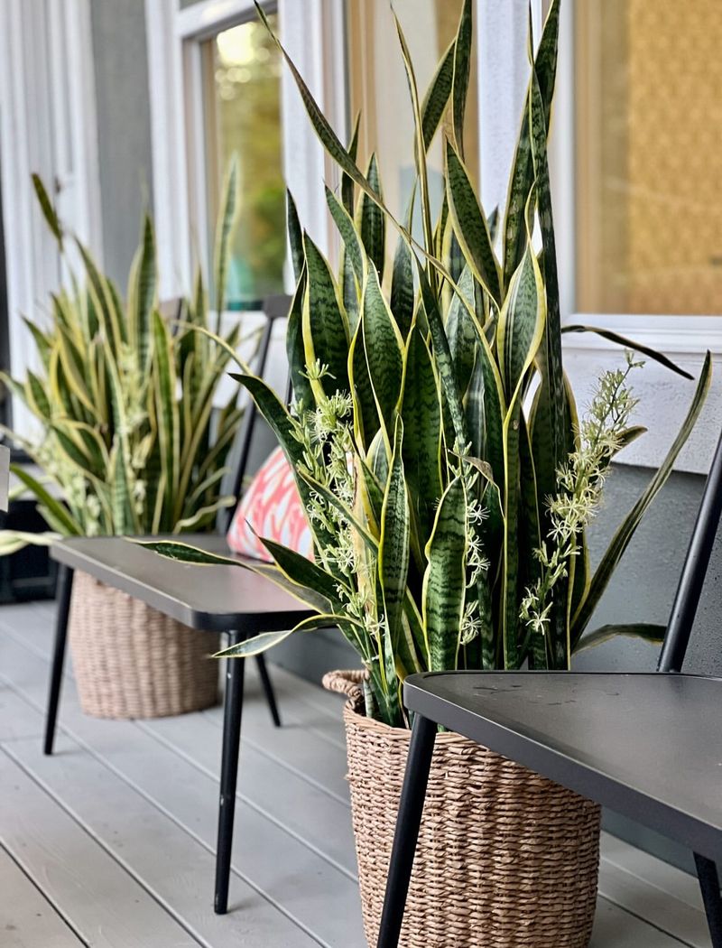 Snake Plant