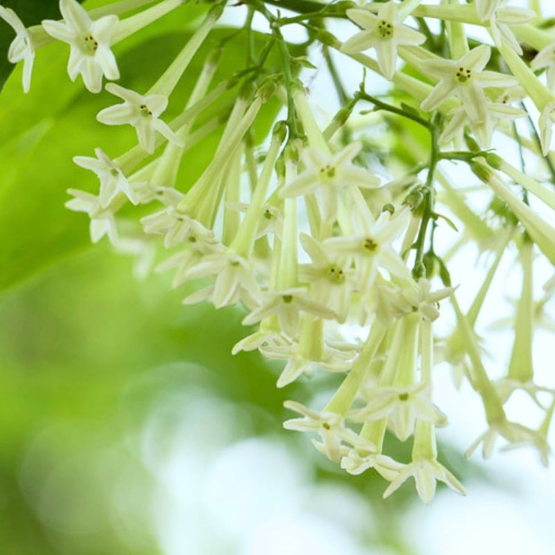 Jasmine
