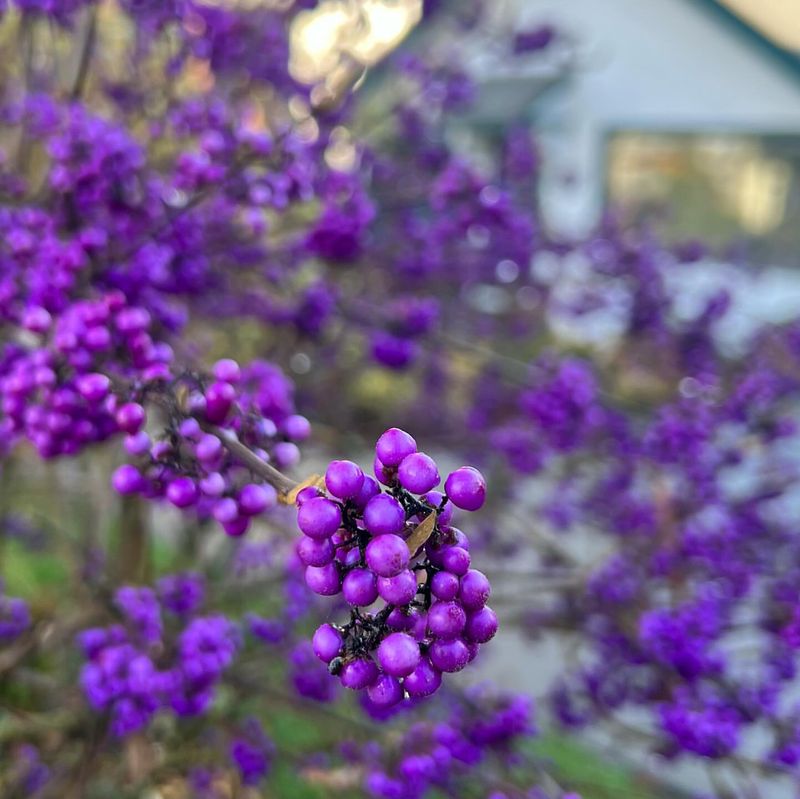 Beautyberry: Purple Berries With Tick-Fighting Power