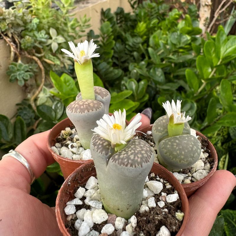 Lithops