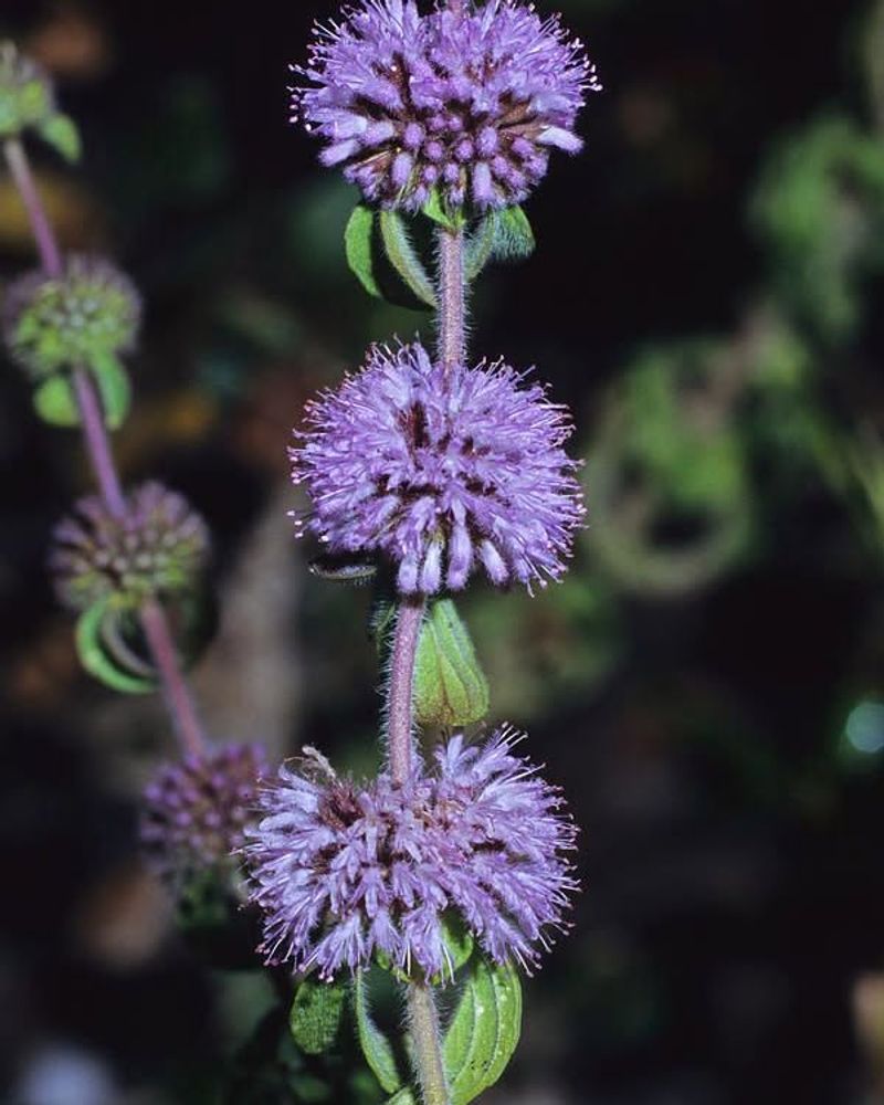 Pennyroyal: Tiny Leaves With Mighty Power
