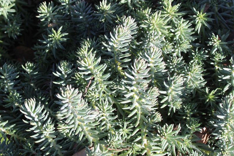 Sedum reflexum (Blue Spruce Stonecrop)