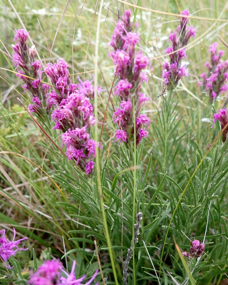 Liatris