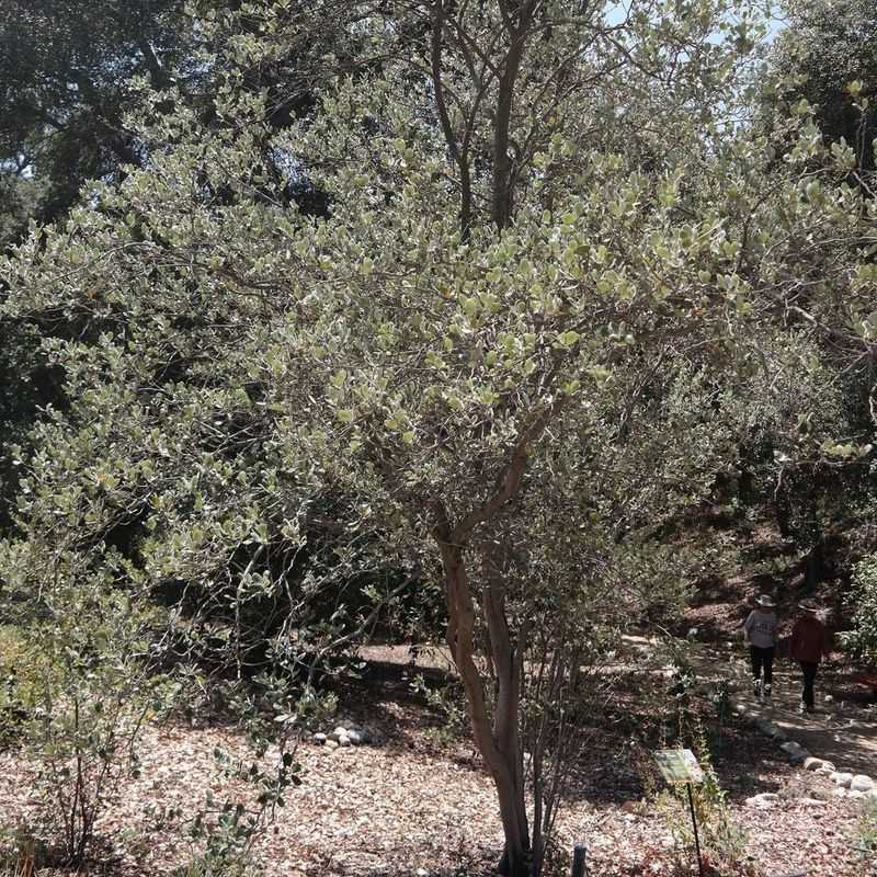 Mountain Mahogany