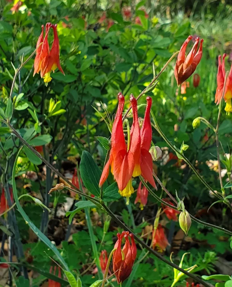 Wild Columbine's Dancing Blooms
