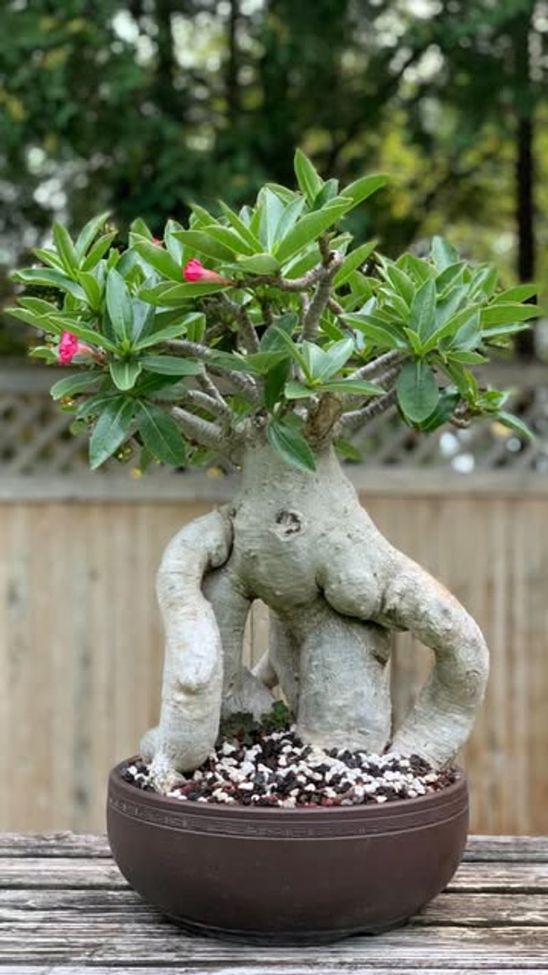 Desert Rose: Succulent Beauty With Tropical Flair