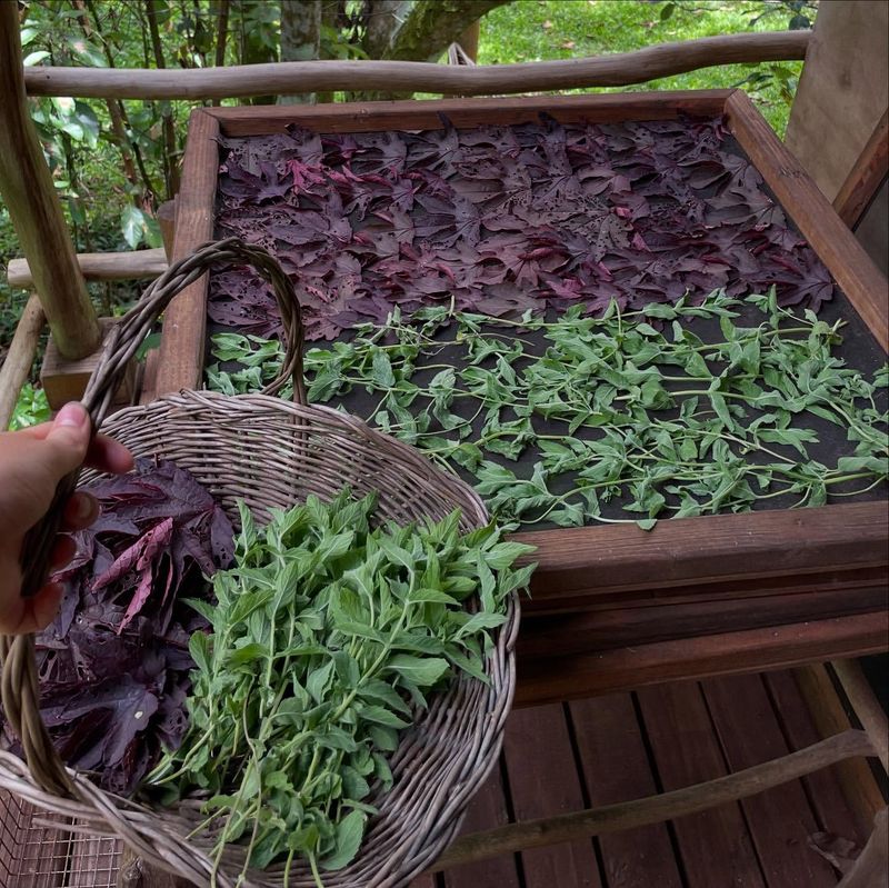 Mountain Herb Drying